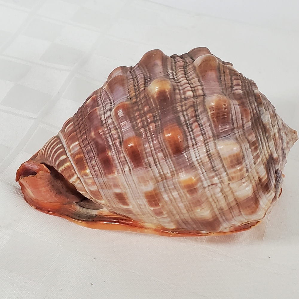 Bullmouth Helmet Shell - Picture 4 of 5